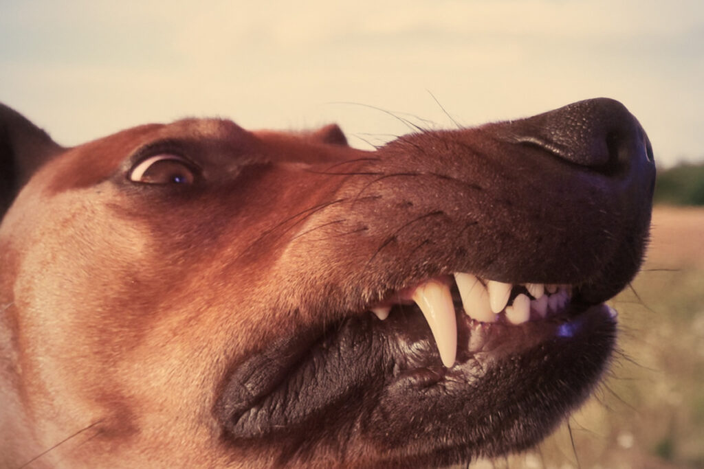 Aggressiver Hund