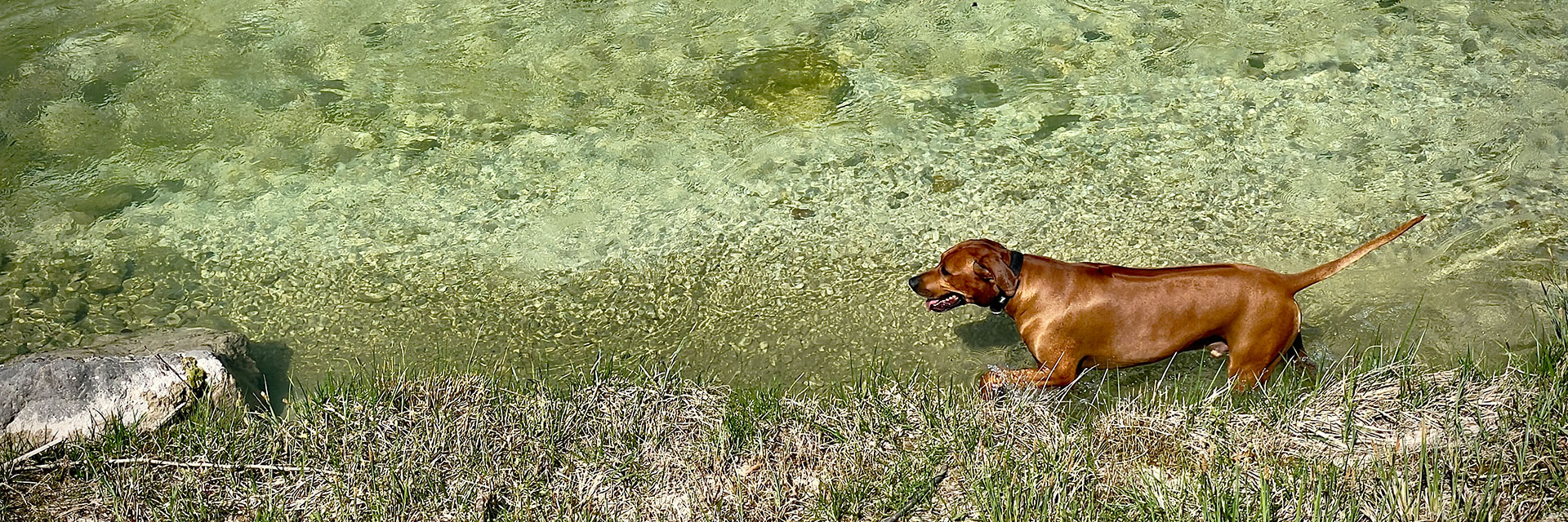 Hund in Fluss Focus K9