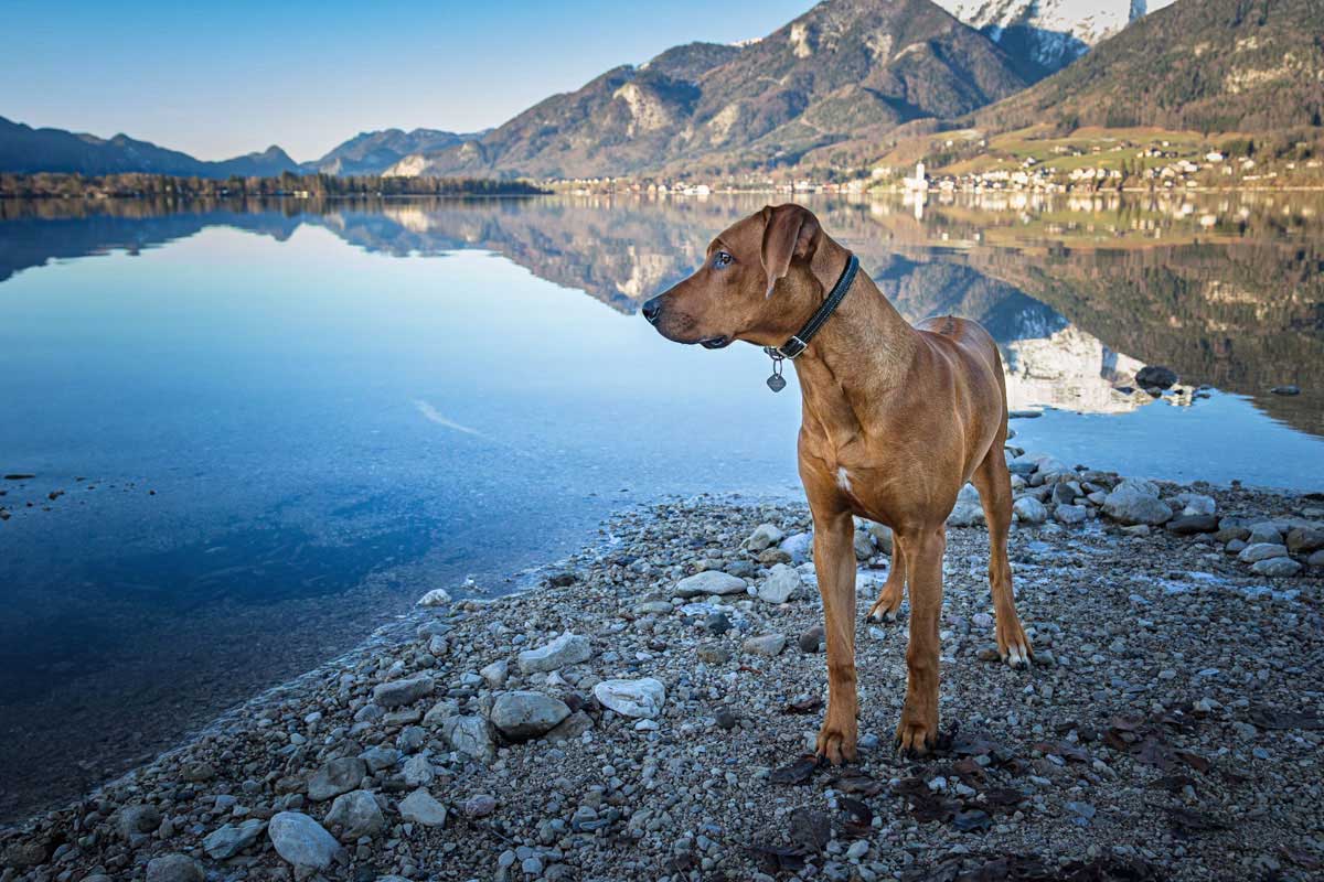 Hund am See Focus K9