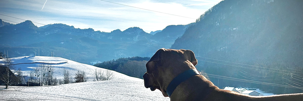 Hund blickt auf Landschaft