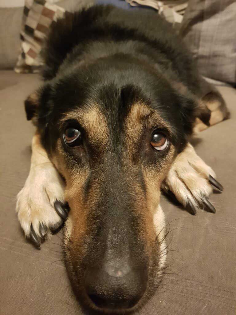 Hund blickt nach oben