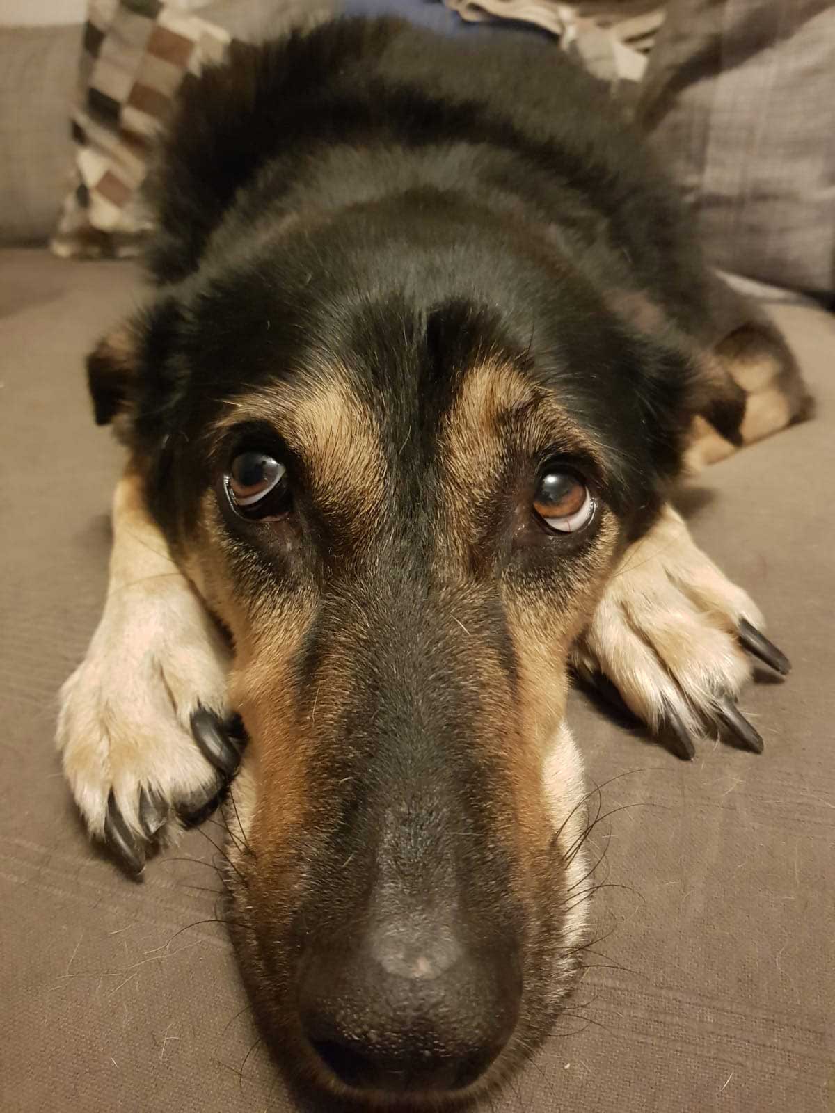 Hund blickt nach oben