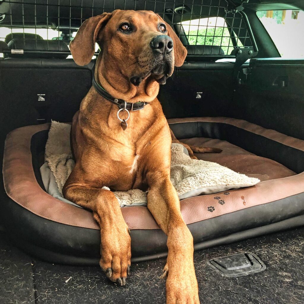Autofahren mit Hund