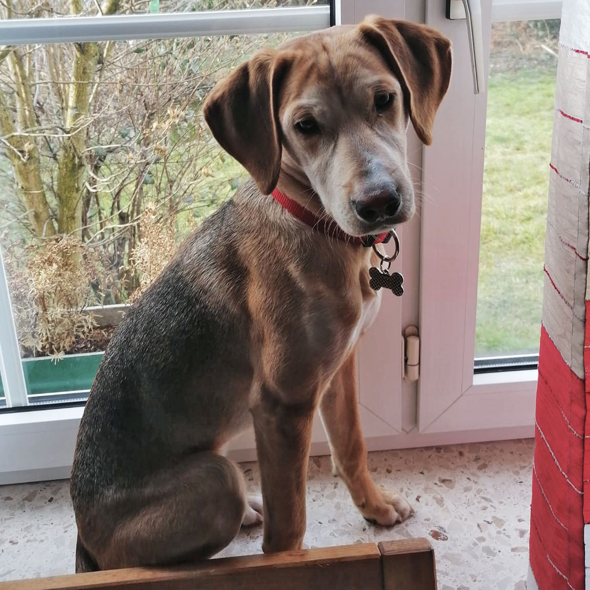 Hund sitzt am Fenster