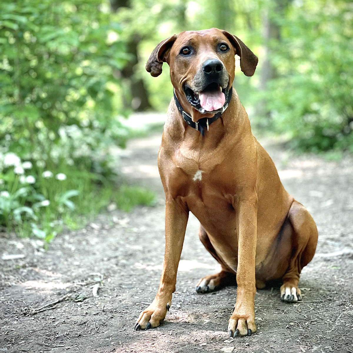 Hund sitzt entspannt im Wald