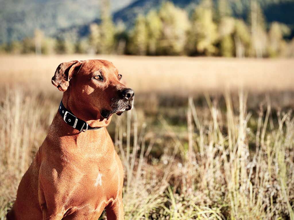 Hundetraining in Salzburg