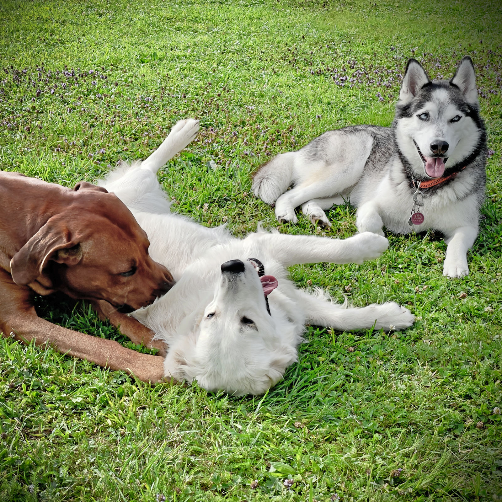 Ridgeback, Siberian Husky und Golden Retriever