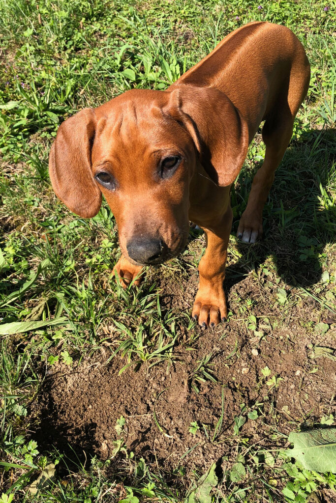 Welpe gräbt Loch Focus K9