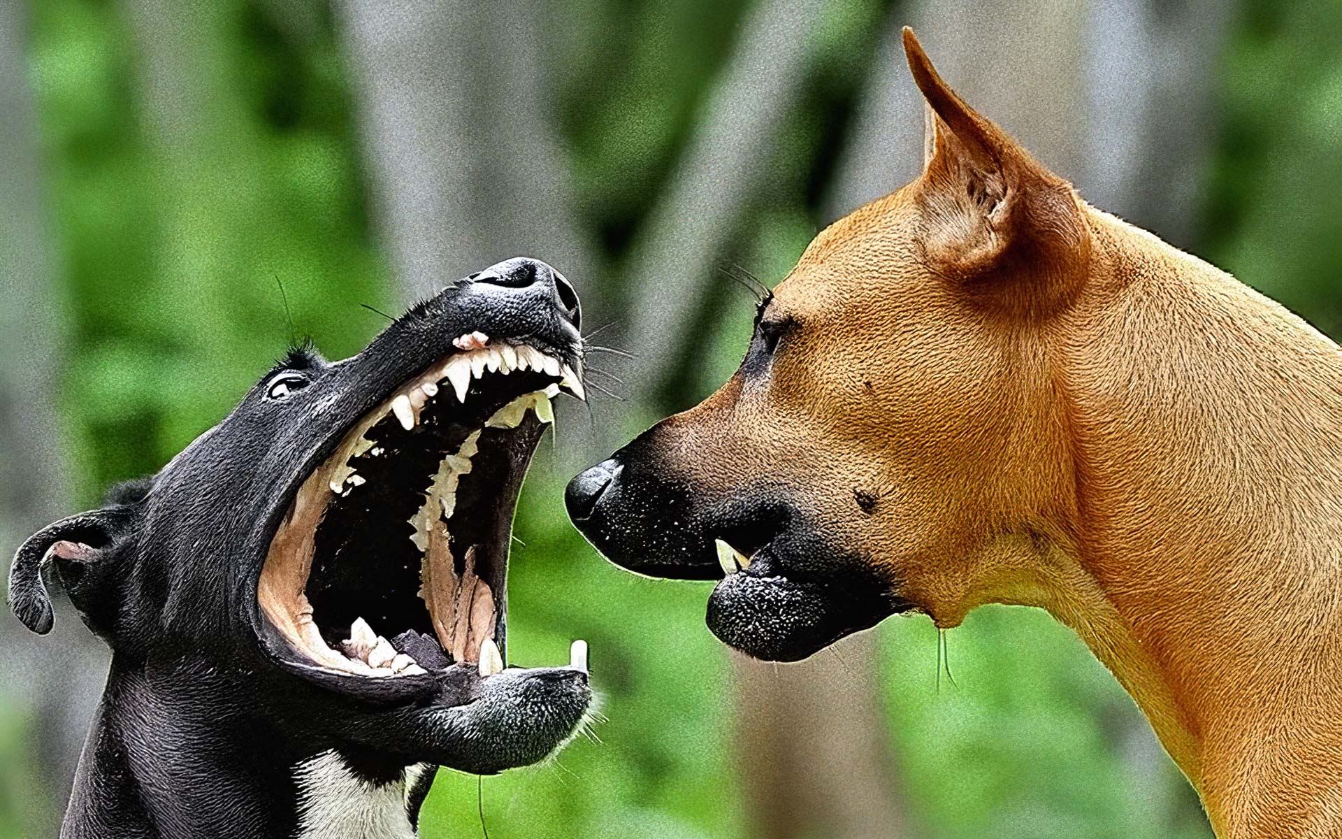 Header Aggression Training