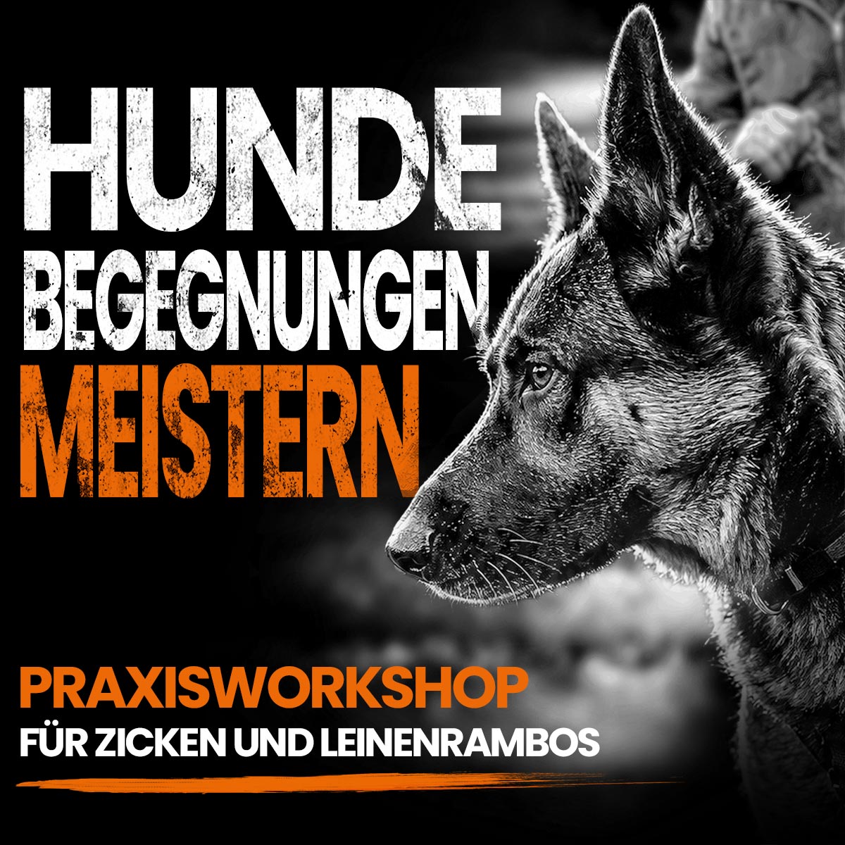 Hundebegegnungen meistern